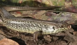 Major skink (Bellatorias Egernia frerei)