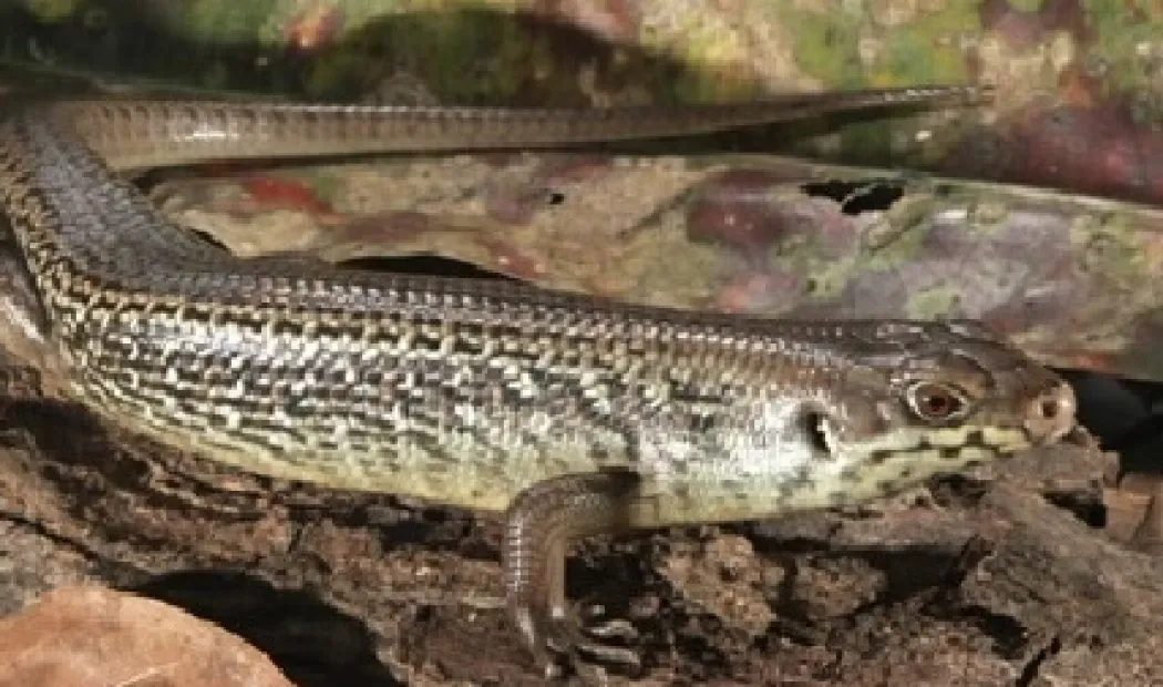 Major skink (Bellatorias Egernia frerei)