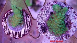 Maxspect Nano Tech Bio Plug 25 stykker