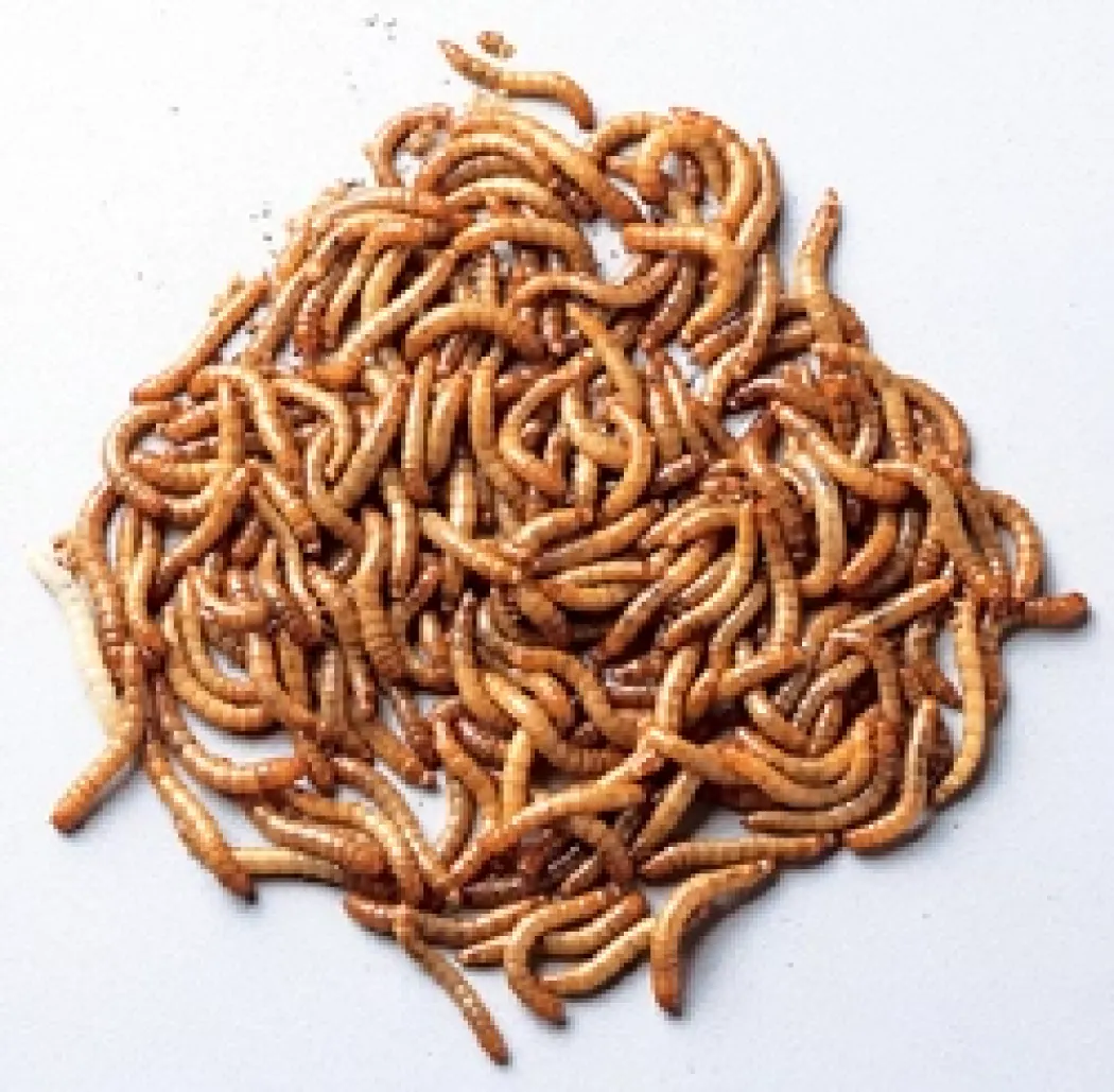 Melorme 100 gram (Tenebrio molitor)