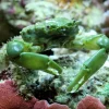 Mitrax Krabbe (Mithraculus sculptus)
