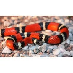 Mælkesnog Lampropeltis Triangulum Sinaloa (unge)