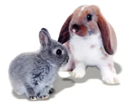 Mr Johnson Kaninfoder Advance Rabbit 1,5 kg