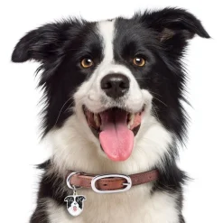 My Family Hundetegn Friends Border Collie