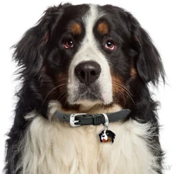 My Family Hundetegn Friends Berner Sennenhund
