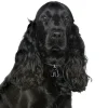 My Family Hundetegn Friends Cockerspaniel Sort