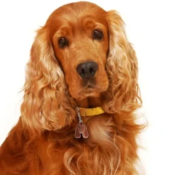 My Family Hundetegn Friends Cockerspaniel Rød