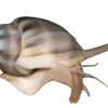 Nassarius Reticularis Snegl 2-3 cm