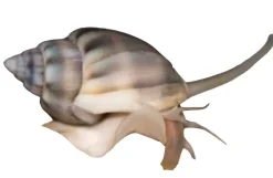 Nassarius Reticularis Snegl 2-3 cm