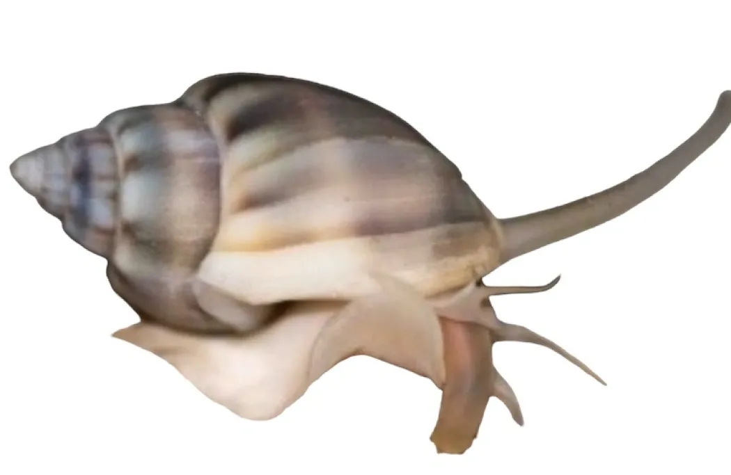 Nassarius Reticularis Snegl 2-3 cm