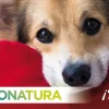 Natura Diet Hundefoder 4 x de bedste varianter