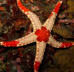 Neoferdina Spp søstjerne