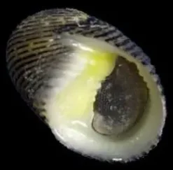 Nerita snegl (Nerita sp.)