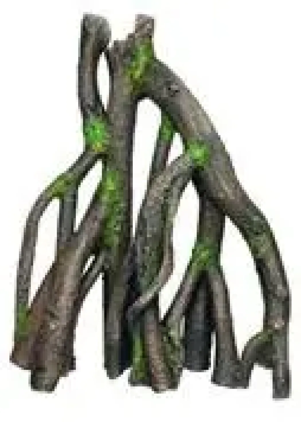 Nobby Mangrove dekoration L 29 x 15 x 36,5 cm
