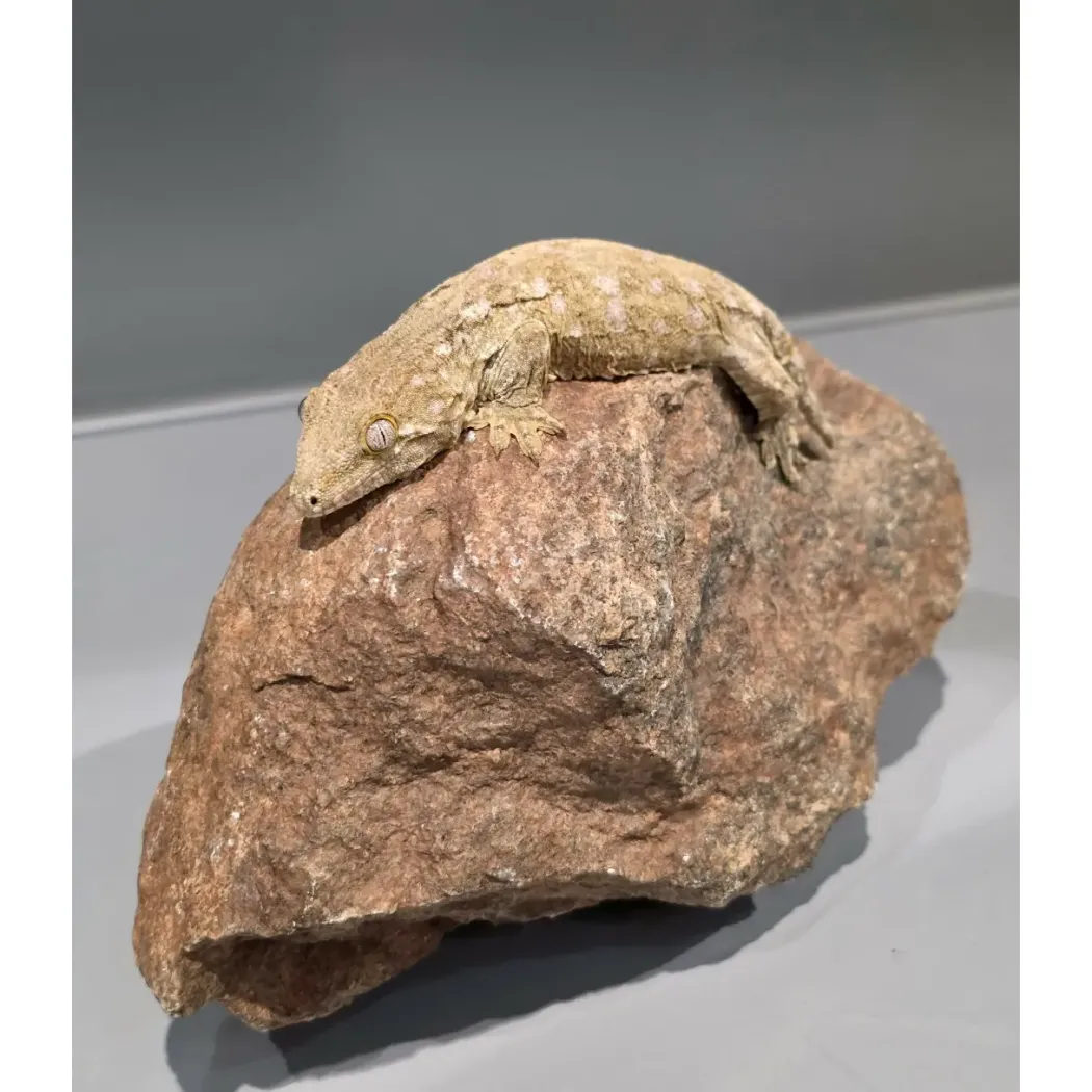 Nycaledonisk kæmpe gekko Moro - Rhacodactylus leachianus