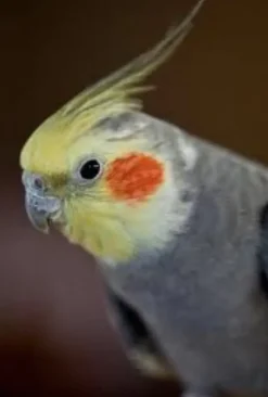 Nymfeparakit (Nymphicus hollandicus)