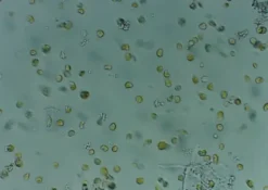 Nyos Phytomaxx Live Phytoplankton koncentrat 250 ml