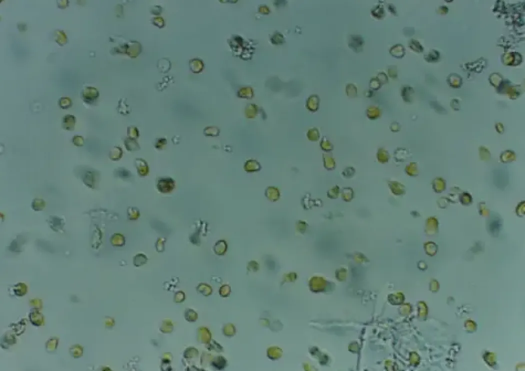 Nyos Phytomaxx Live Phytoplankton koncentrat 250 ml