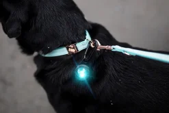 Orbiloc hundelygte Turquoise