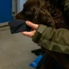 Ozami hundesokker M sort - 4 stk til små hundepoter