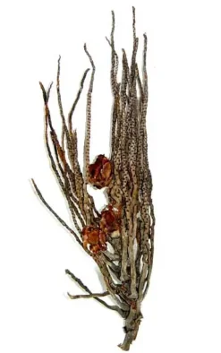Palme ris Terrarium dekoration