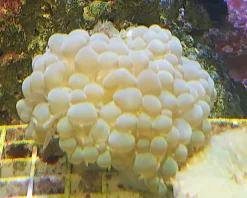 Physogora lichtensteini