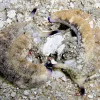 Plakobranchus Ocellata søsnegl
