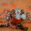 Pom-pom krabbe (Libya sp.)