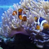 Radianthus Colored Anemone (Heteractis magnifica)