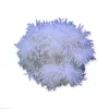 Radianthus Crispa Anemone