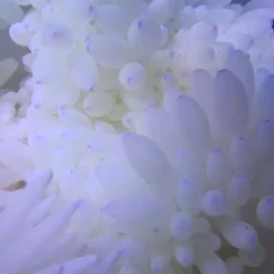 Radianthus Crispa Anemone