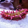 Rød Sø-agurk (Colochirus crassus)