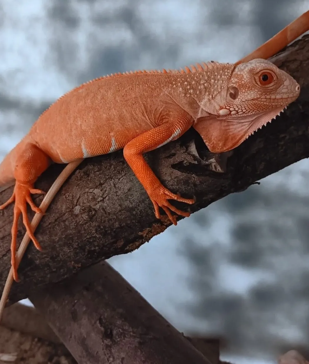 Rød Albino leguan (Iguana iguana)