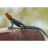 Rødhovedet klippeagame (Agama agama)