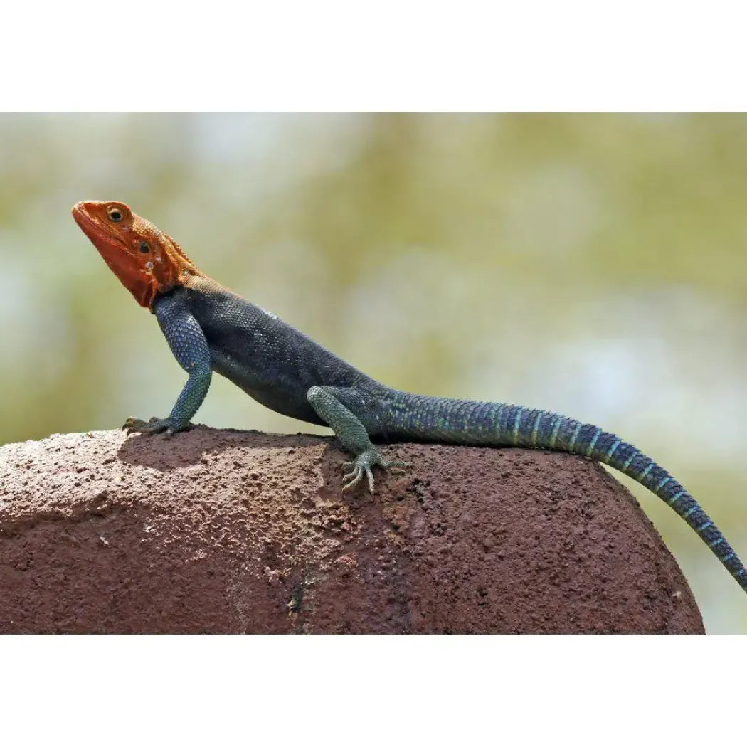 Rødhovedet klippeagame (Agama agama)