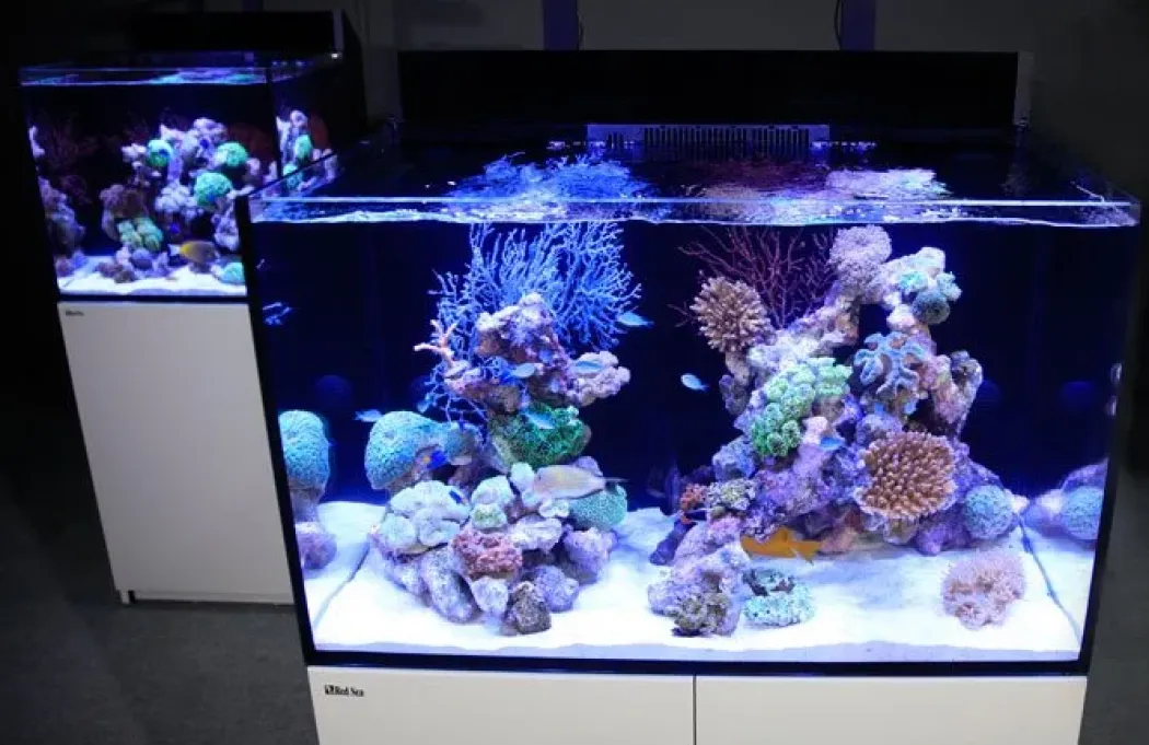 Red Sea Akvarium Max E-260 Hvid