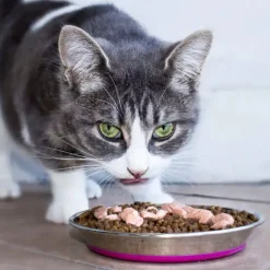 Rogz rustfri stålskål til kat 200 ml Pink