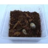 Rosenbille larver (Pachnoda sp) 10 stk