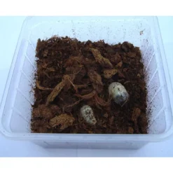 Rosenbille larver (Pachnoda sp) 10 stk