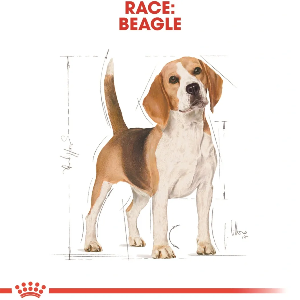 Royal Canin Beagle Adult 12 kg - tørfoder til voksne hunde
