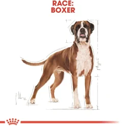 Royal Canin Boxer Adult 12 kg - fuldfoder til voksne boxere