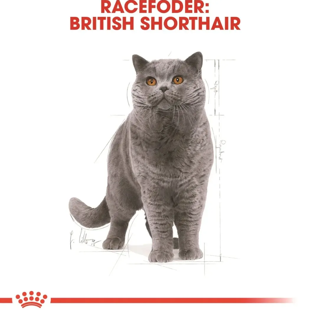 Royal Canin British shorthair 400 gram