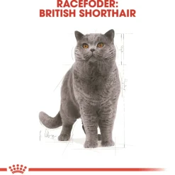 Royal Canin British shorthair 2 kg