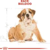 Royal Canin Bulldog Puppy 12 kg - tørfoder til hvalpe