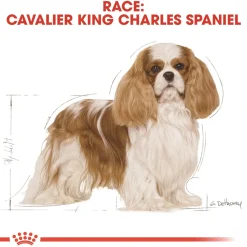 Royal Canin Cavalier King Charles Adult 1,5 kg - tørfoder til små hunde