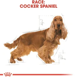 Royal Canin Cocker Spaniel Adult 12 kg - tørfoder til voksne hunde