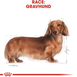 Royal Canin Dachshund Adult 1,5 kg - tørfoder til gravhunde