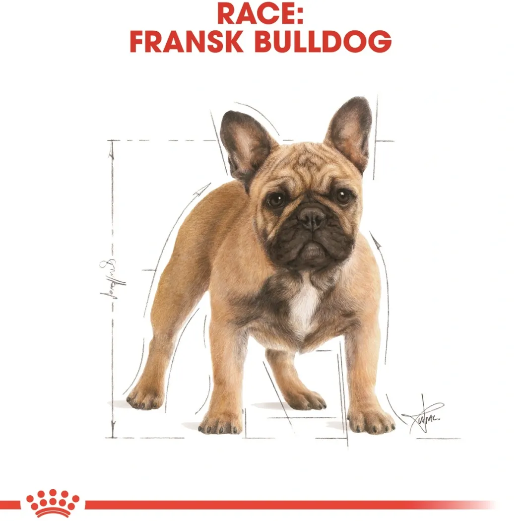 Royal Canin French Bulldog Adult 9 kg - tørfoder til voksne hunde