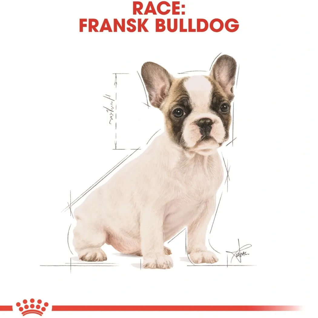 Royal Canin French Bulldog Puppy 10 kg - tørfoder til hvalpe