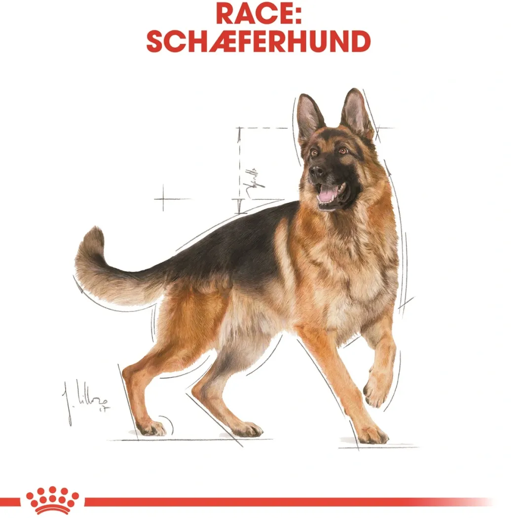Royal Canin German Shepherd Adult 11 kg - tørfoder til voksne hunde